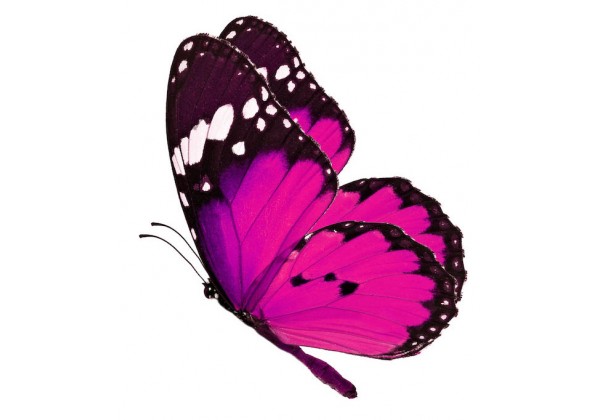 https://www.le-monde-du-stickers.fr/15261-large_default/sticker-papillon-rose.jpg
