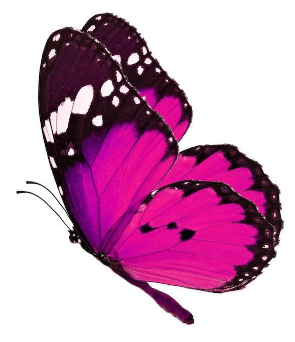 Stickers Papillon – Stickers animaux gratuites