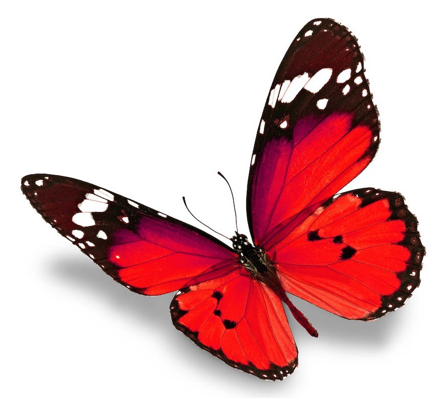 https://www.le-monde-du-stickers.fr/15268/sticker-papillon-rouge.jpg