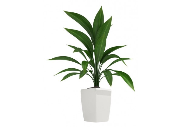 Generic Sticker plante verte 114 x 65 cm - Prix pas cher