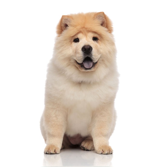 Sticker Chien Chow Chow Pour Deco Voiture Murale Mobilier