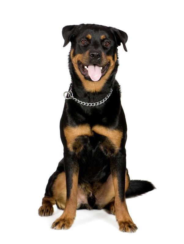 Sticker chien ROTTWEILER pour deco voiture, murale, mobilier